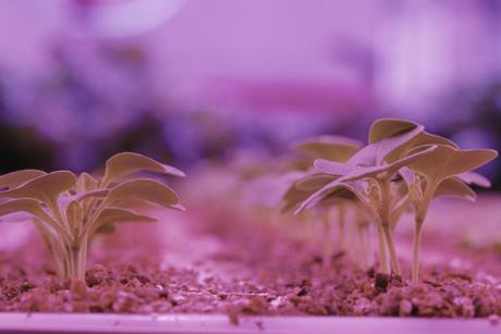 M&S vertically farmed