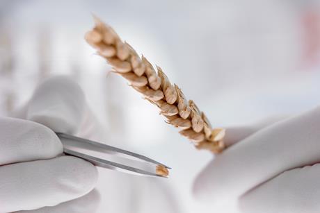 Scientist removing grain from wheat stem with tweezers - stock photo