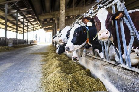 Cows GettyImages-944687452