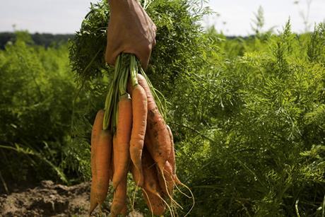 carrots farming