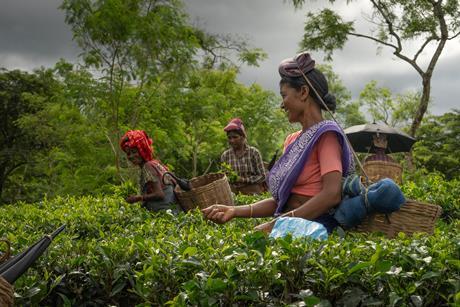 AhMed Tea