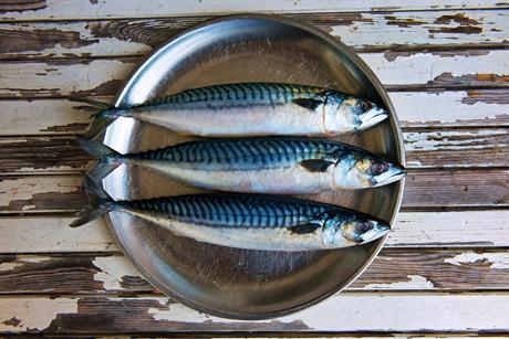 Close up of plate of mackerels - stock photo