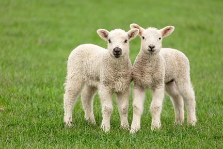 lambs