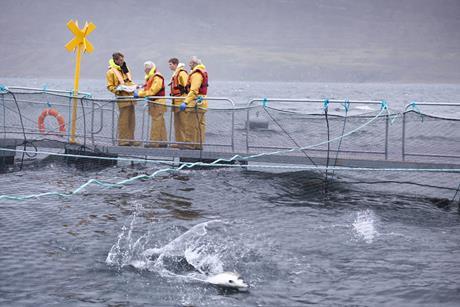 Salmon farmers on pontoon of Scottish salmon farm over sea loch