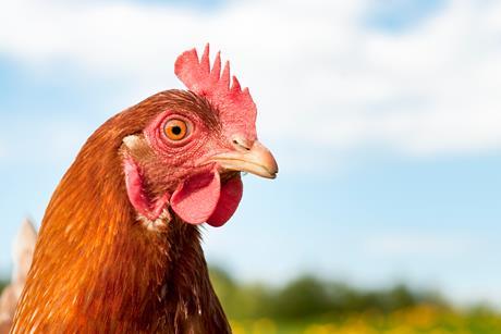 Hen Headshot - stock photo - Getty Images