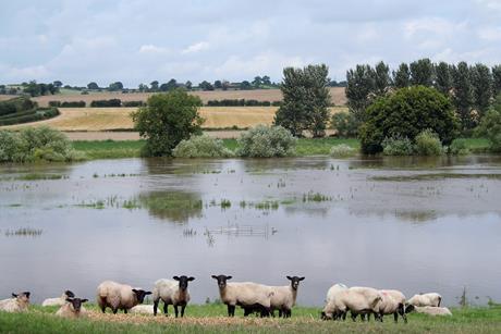 farm flooding sheep climate flood water