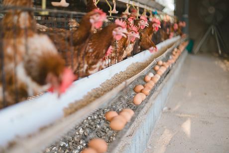 Hens eggs cage GettyImages-2265964176