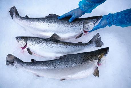 Fresh hand-reared Scottish salmon on ice in fish farm - stock photo