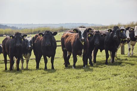 Cows stood in a field