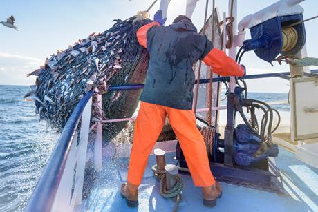 Fisherman emptying net full of fish into hold on trawler