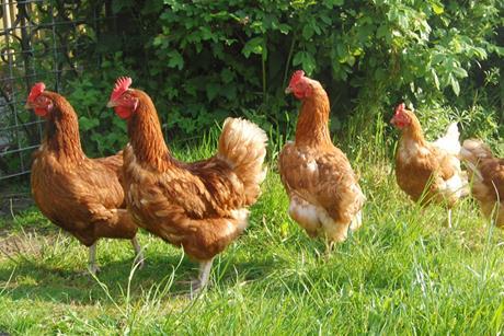 free range chickens