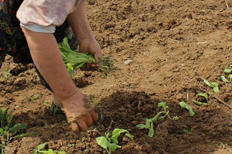 worker picking veg farming