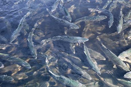 Salmon on a salmon farm - Getty