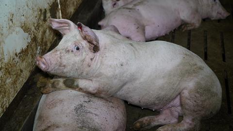cranswick pig 1