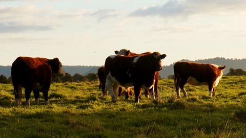 Cows cattle (2)
