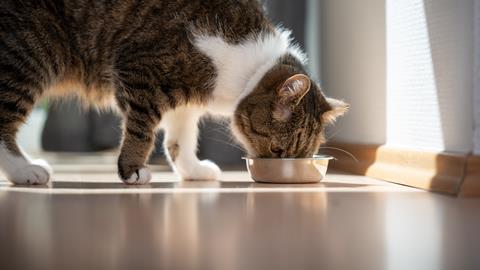 Cat eating catfood petfood petcare