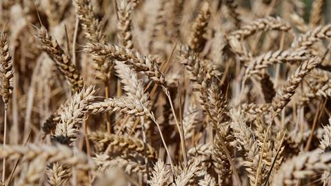 wheat crops farming