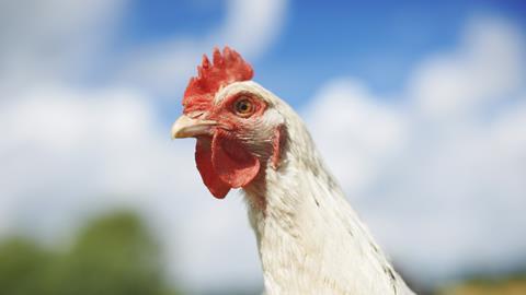 Close up portrait of white free range chicken in field - stock photo - Getty