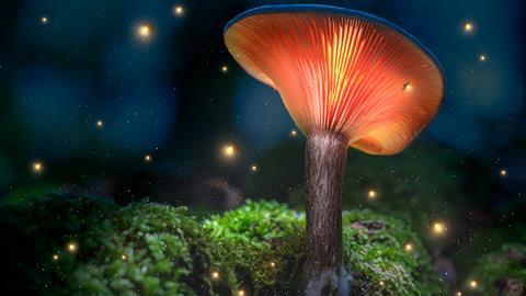 Mushroom Getty