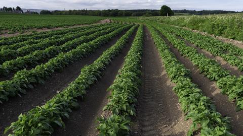 farming field crops