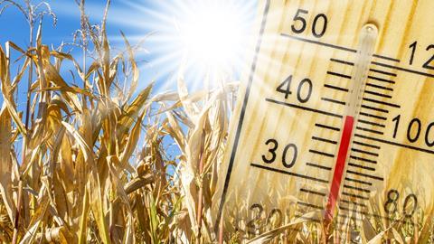 Heatwave field GettyImages-1470461678