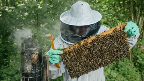 waitorse bees