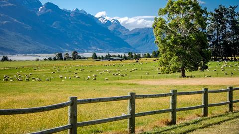 new zealand lamb countryside field farming