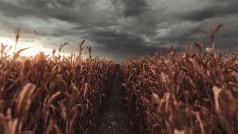 Wheat crop field storm