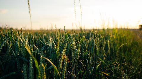 wheat crops field