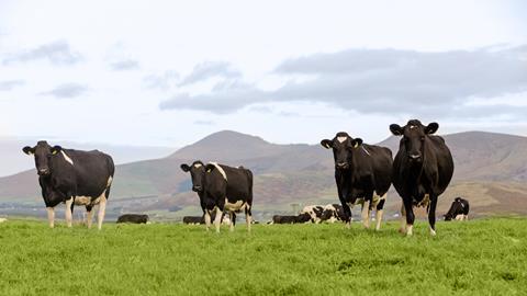 Dairy_Cows_in_lush_Green_Fields_in_Dingle_