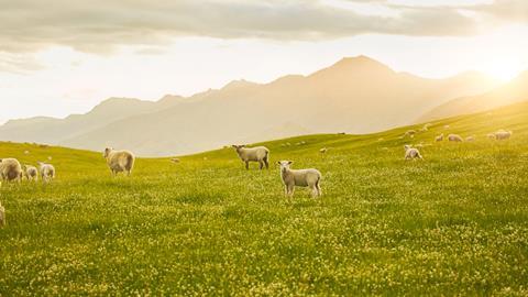 249873-lamb-farm-vista resized