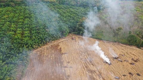 Palm oil deforestation
