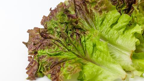 Lettuce GettyImages-1278762080