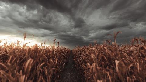 Wheat crop field storm