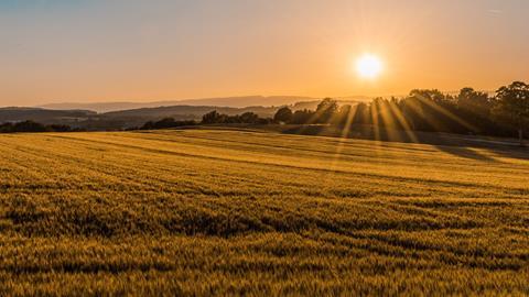 Field crops horizon sunset