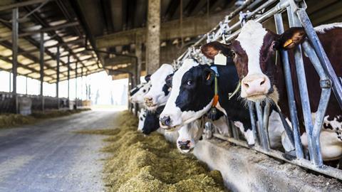 Cows GettyImages-944687452