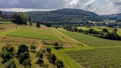 photo vineyards at Farm 1 EDIT cropped