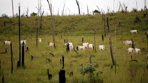 deforestation cattle