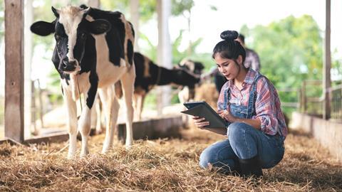 dairy cow GettyImages-1454231494