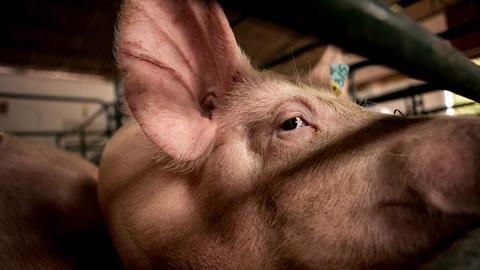 animal abuse cage pig farming