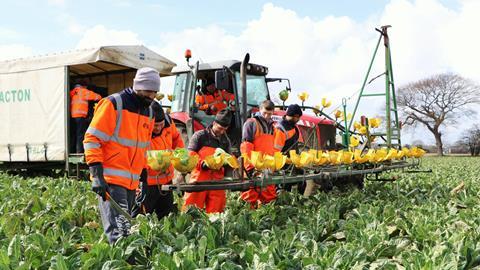 Workers in field cauliflower brassicas crops
