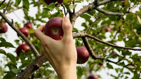 unsplash apple harvest