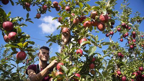 orchard apple picker worker