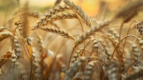 Wheat crops Getty Images
