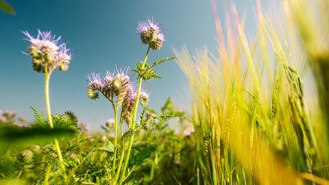 WildFarmed barley, Chris Parkes