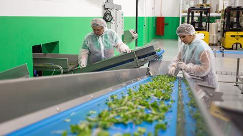 Vegetable factory workers