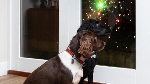 Dogs on bonfire night FOC if credited to Vets Now (2)