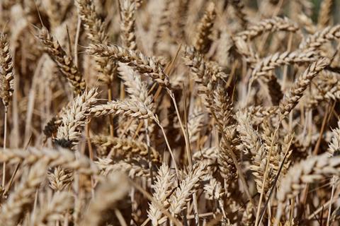 wheat crops farming