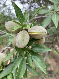 Almond pods on trees