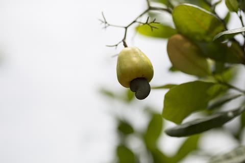 Cashew apple 1